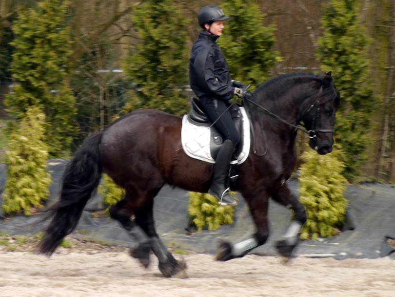 dressage pleasure